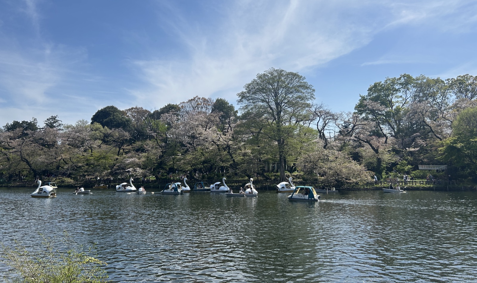 井の頭公園の井の頭池と水辺